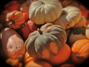 Best Pumkin Madison Wi Farmers Market 2013